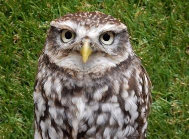 フクロウの巣カフェ