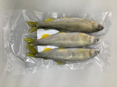 岐阜育ち子持ち鮎
