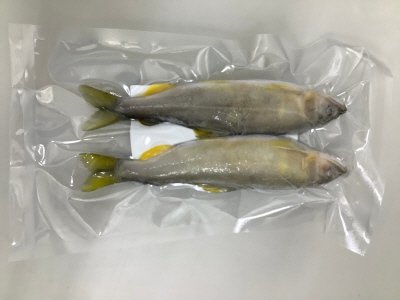岐阜育ち子持ち鮎