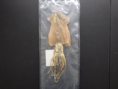 北海するめ