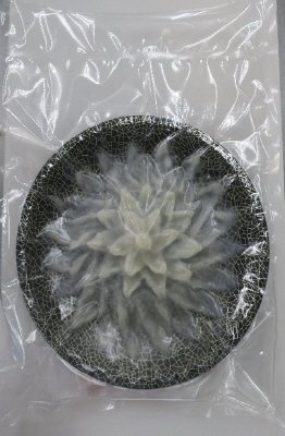 日本海産真ふぐ薄造り