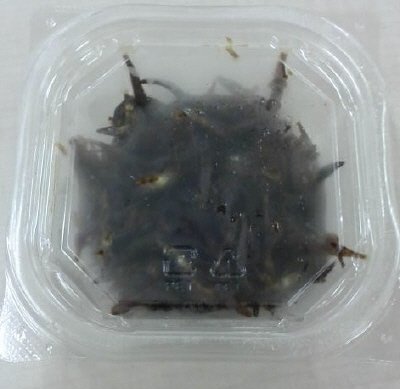 いかなごの佃煮