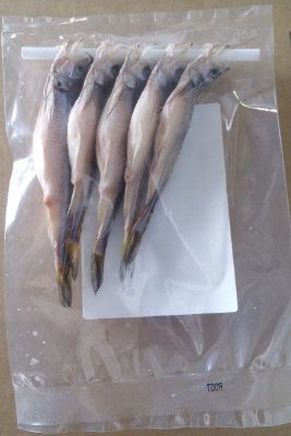 釧路産天日干し子持ち本ししゃも