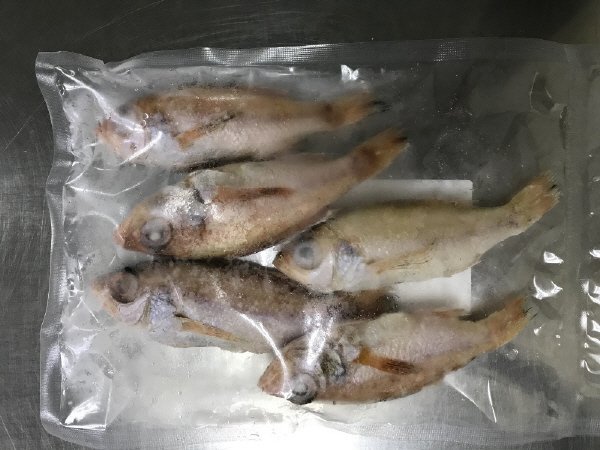 下関産のどぐろ（下処理済）