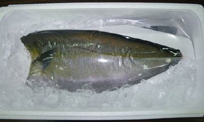 TV　ASC認証かんぱち（鹿児島県産・養殖）フィレ２枚入