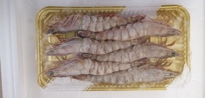 ＴＶＭＳＣｵｰｽﾄＴ有頭13/15　6尾ＰＣ出荷用