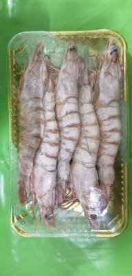 ＴＶＭＳＣｵｰｽﾄＴ有頭9/12　5尾ＰＣ出荷用