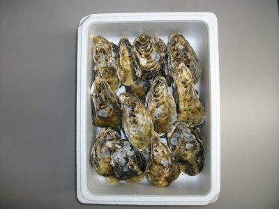 播磨灘産　生殻付き牡蠣