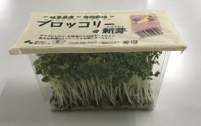 有機ブロッコリーの新芽