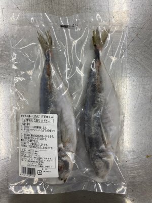 昭徳丸が獲った真あじ（下処理済み）
