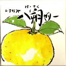 八朔ゼリー