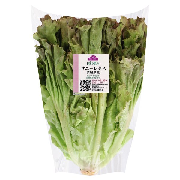 サニーレタス